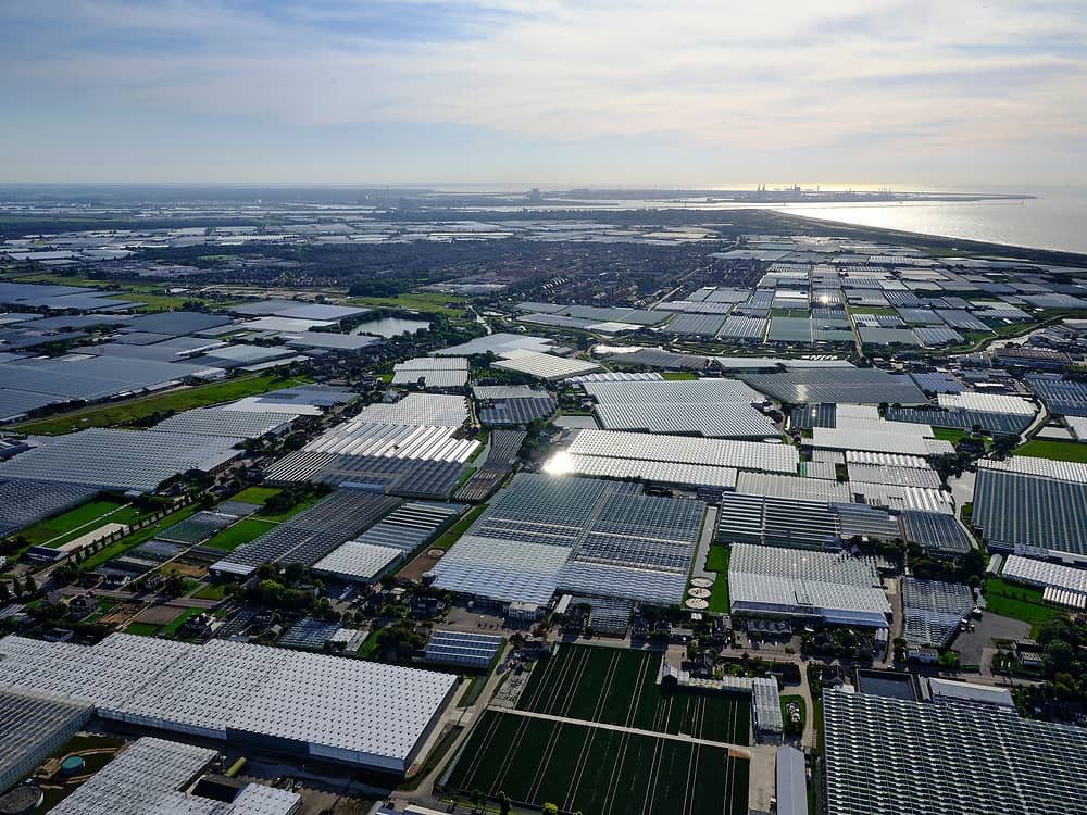Koeriersdienst Monster voor de Westlandse glastuinbouw